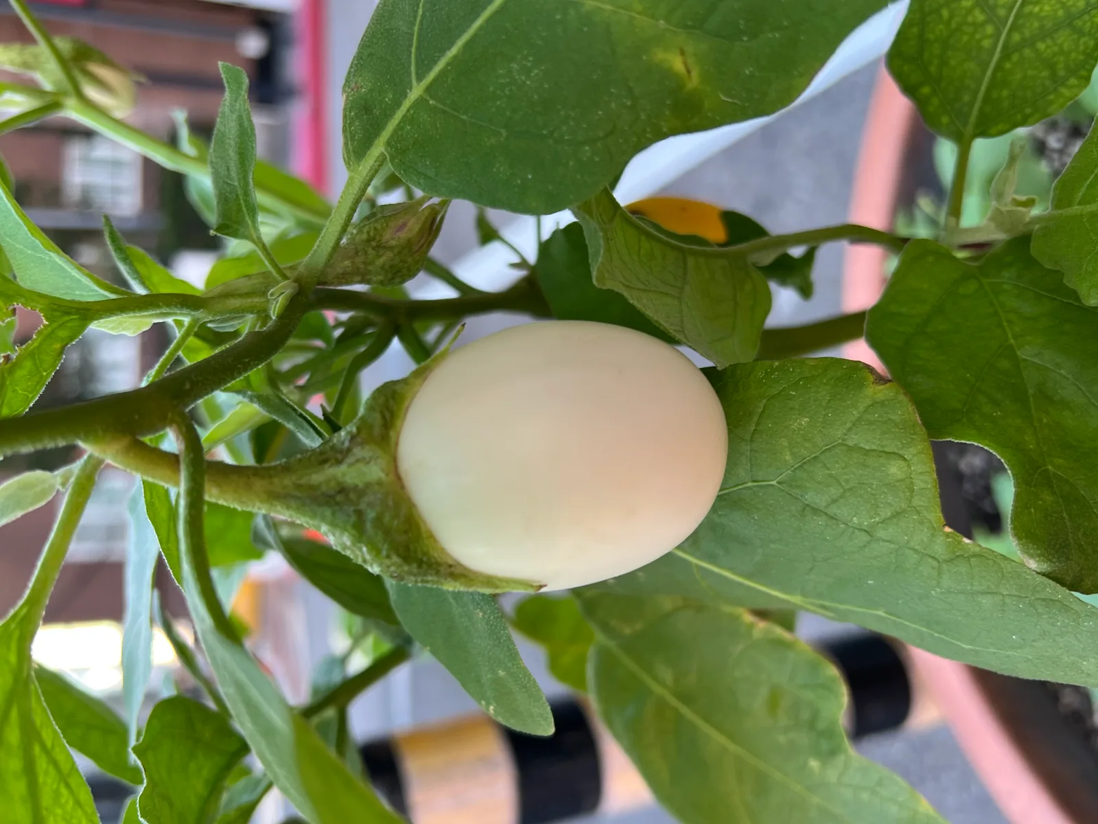 Aubergine blanche entière, variété à la chair douce et peu amère